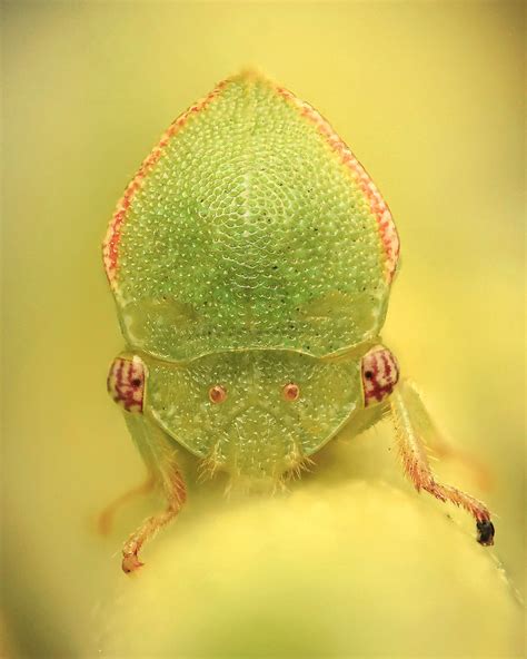 Three Cornered Aflalfa Hopper Spissistilus Festinus Flickr