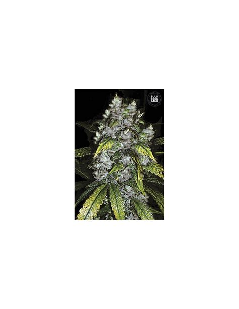 Good Wild Shark Bulk Seed Bank Feminized Seeds On Sale