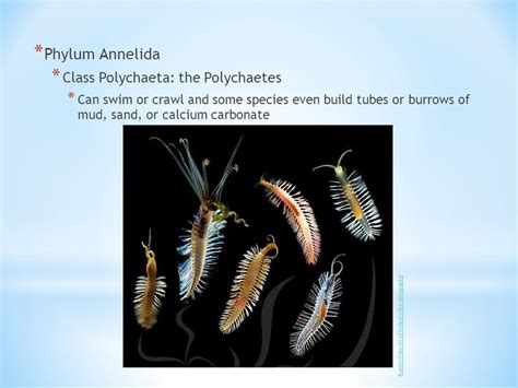 The Polychaetes Worms And Leeches Annelids Are All Segmented