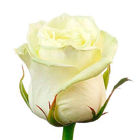 Роза белая 50 см - Просто цветы