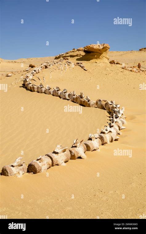 Intact Prehistoric Basilosaurus Whale Skeleton Fossil Of Wadi Al Hitan