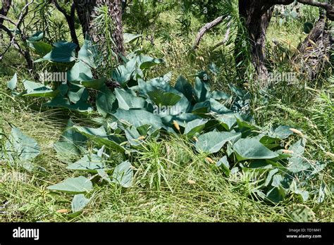 Buffalo Gourd plant growing wild in the mesquite forst of Texas Stock ...