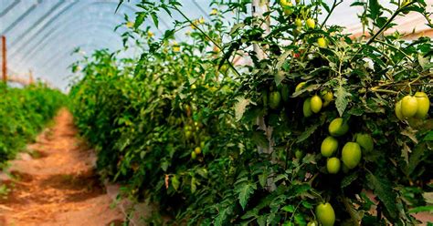 Como Plantar Tomate Em Passos Simples Horticeres Sementes