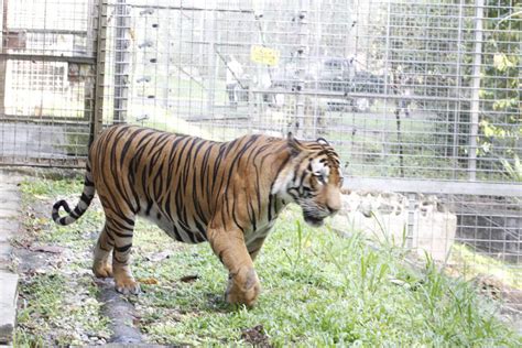 Malayan Tiger Conservation Program – MPOGCF