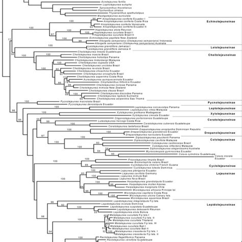 A Most Likely Phylogram Resulting From Maximum Likelihood Analysis Of