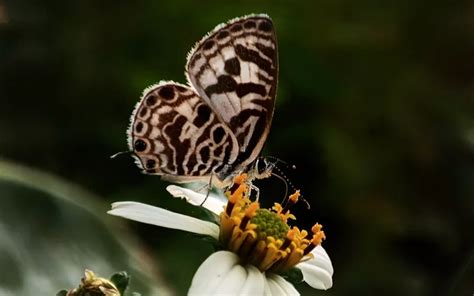 20 Blue Butterfly Species - Insectic