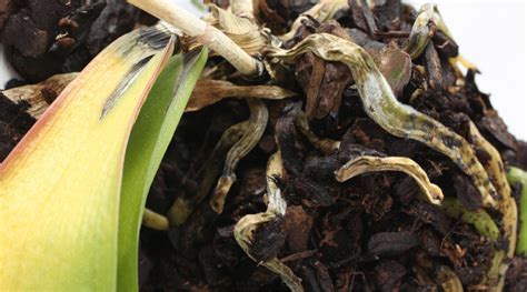 How To Fix Orchid Root Rot Symptoms Care And More Orchid Bliss