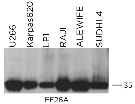 GAPDH Mouse Monoclonal Clone FF26A EuroMAbNet