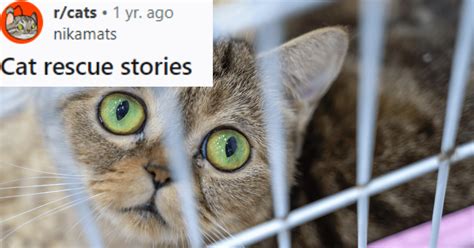 20 Heartwarming And Hilarious Cat Rescue Stories To Keep You Company