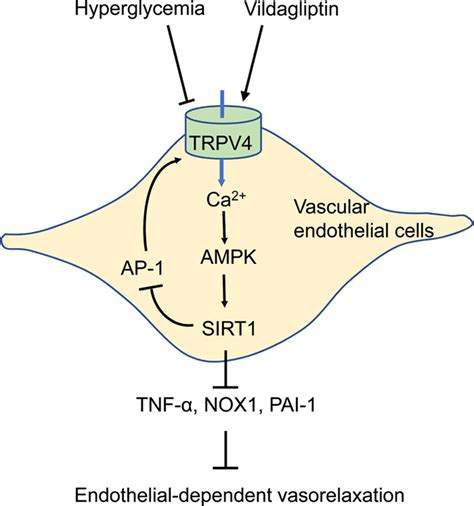 Activation Of Transient Receptor Potential Channel Vanilloid 4 By DPP 4