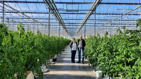 REPORTAGE La filière est en transition la culture des tomates sous