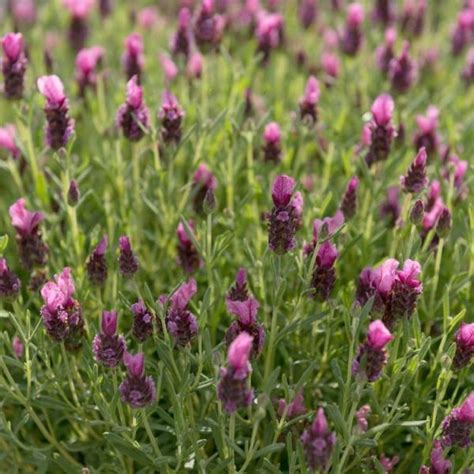 Lavender La Diva Papillon Deep Rose Friends School Plant Sale