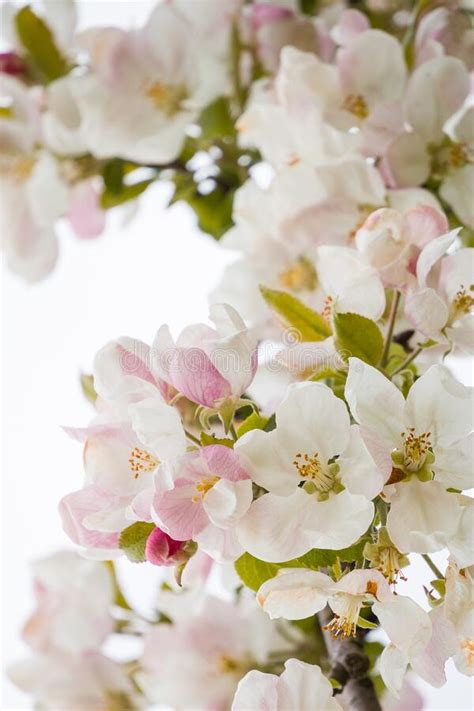 Una Rama De Un Manzano Floreciente En Primavera Con Hermosas Flores