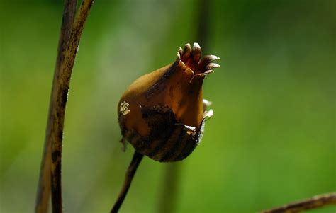 Banco De Imagens Natureza Ramo P Ssaro Folha Flor Foto Animais