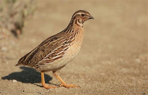 Обыкновенный перепел: описание, фото, где живёт, чем питается