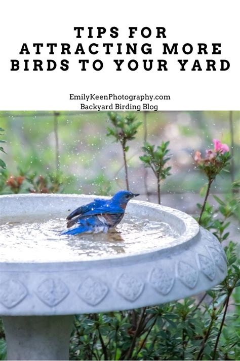 Attract More Birds To Your Yard With These Tips