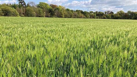 Gold Winning Winter Barley Crop Smashes Yield Potential Farmers Weekly