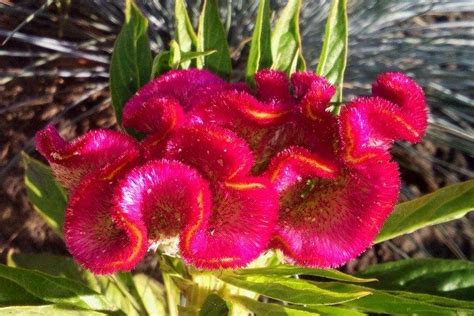 Целозия (60 фото) - виды, посадка и правильный уход