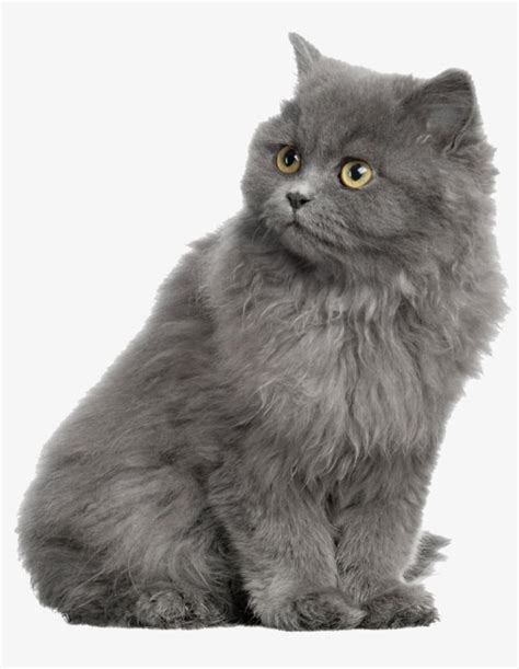 Épinglé sur Mèo Ba Tư mặt tịt | Pose de chat, Photographie animalière ...