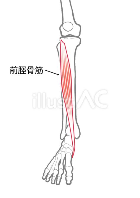 免費矢量 脛骨前肌