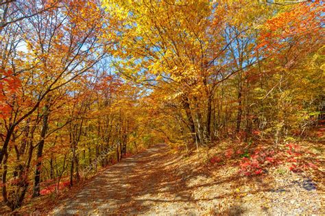 Fotos De La Pen Nsula De Crimea En El Oto O Bosque De Carpe De Haya