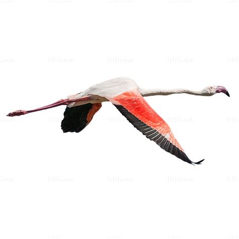 Flying Flamingo Transparent PNG