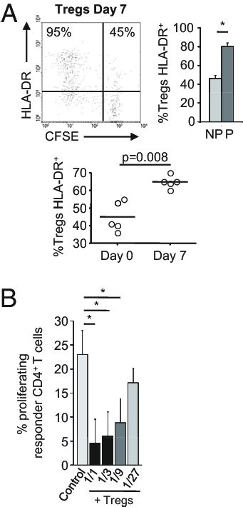 Allospecific Foxp3 Bright Cd4 T Cells Generated By Interaction With