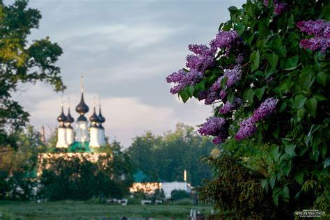 Сирень у дома (65 фото) - фото - картинки и рисунки: скачать бесплатно