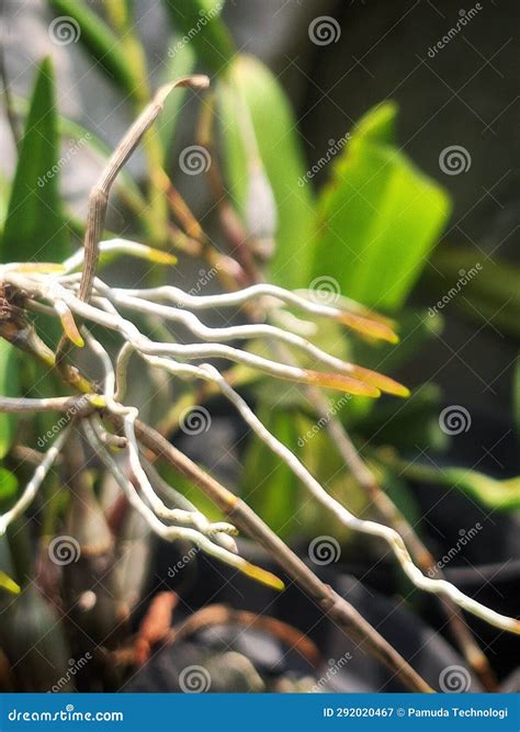 Orchid Roots, the Intricate Web of Life Hidden Beneath the Surface