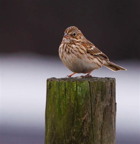 Rare Bird Alert North Carolina Vesper Sparrows At Mid Pines Rd In