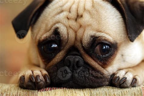 Sad Pug Puppy 1386850 Stock Photo at Vecteezy