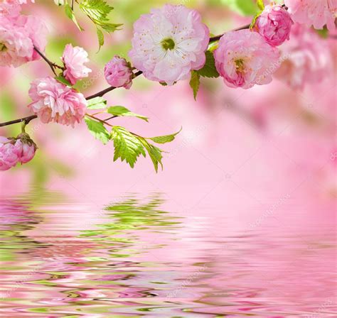 Pink flower of an Oriental cherry — Stock Photo © seqoya #25519191