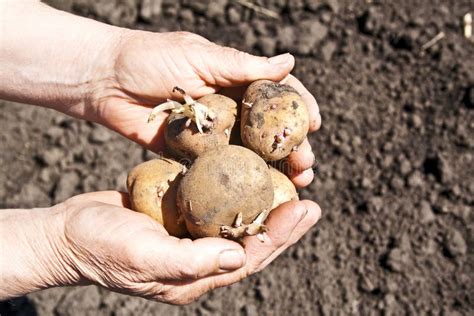 Potatoes Lying In The Hands Of A Woman On Ground Background Stock Image