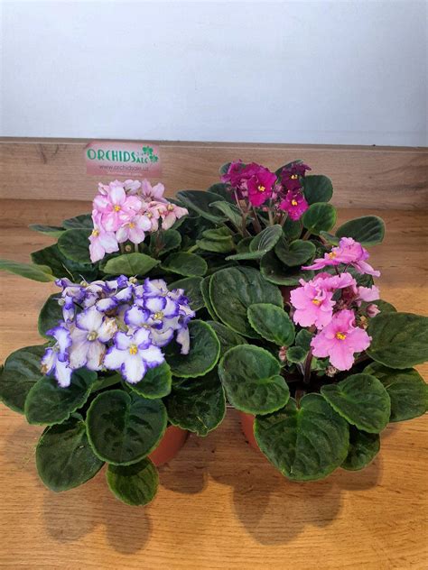 Фиалка Saintpaulia mix - OrchidSale