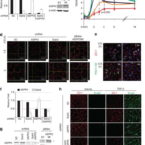 Siah Regulates Tight Junction Integrity Through Aspp A Knockdown