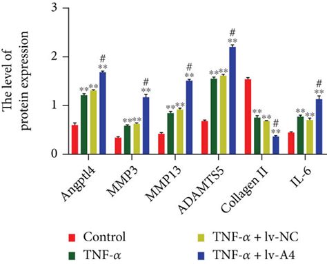 Angptl Promotes Ecm Degradation Inflammation And Apoptosis In