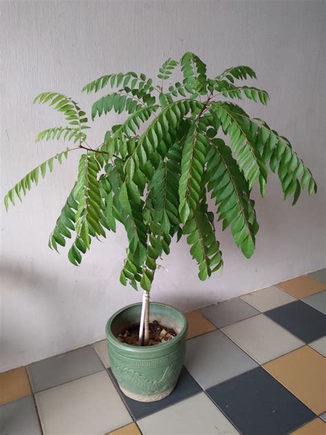 Cm Tall Curry Leaf Plant In Ceramic Pot Murraya Koenigii Furniture