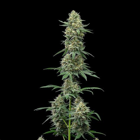 Atlas Seed: Fog Dog | Leafly