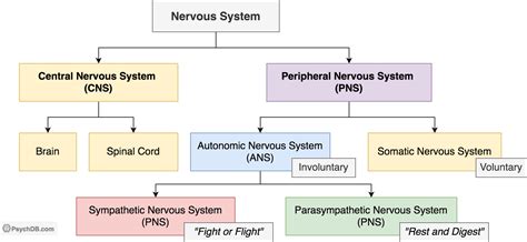 Introduction To The Autonomic Nervous System Psychdb