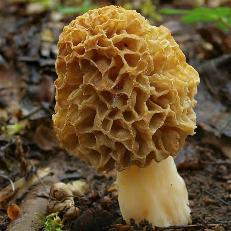 Сорта Грибов Фото И Названия – Telegraph