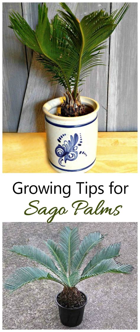 Growing Sago Palms - How to Grow a Sago Palm Tree