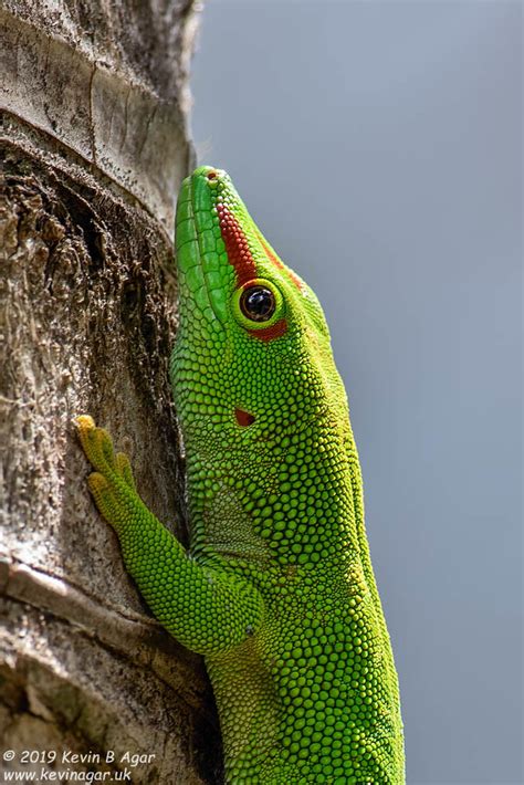 Madagascan Day Gecko Phelsuma Grandis Madagascan Day Geck Flickr