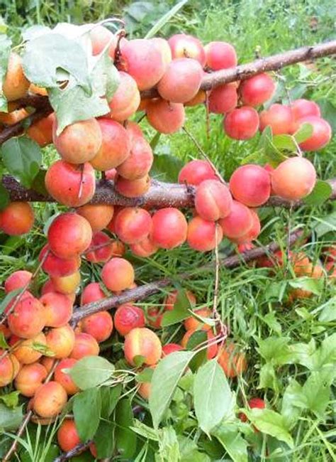 Купить семена Абрикоса Амур сеянцевый №1 - Победа Качество Здоровье