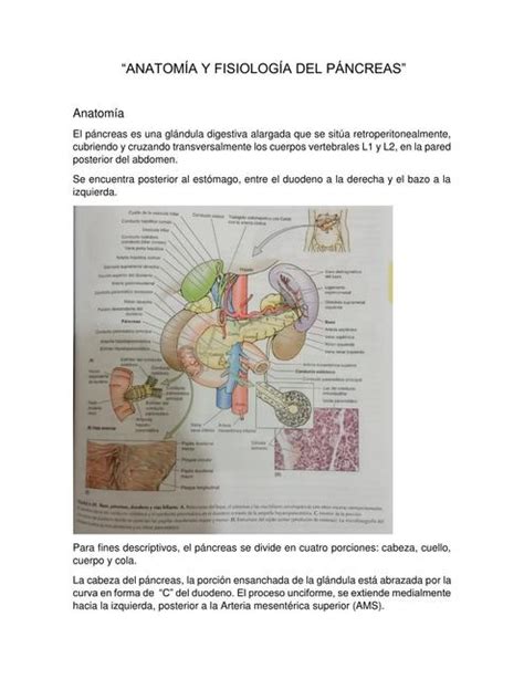 Anatom A Y Fisiolog A Del P Ncreas Nanci Gonz Lez Udocz