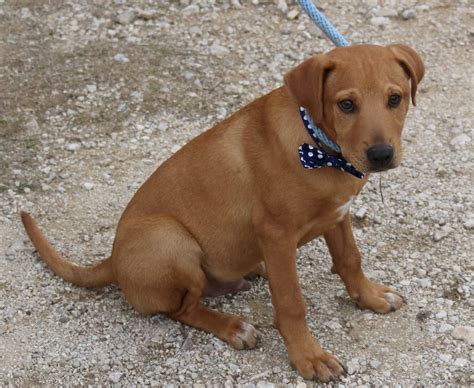 Dog For Adoption Clifford A Labrador Retriever In Leon Valley Tx