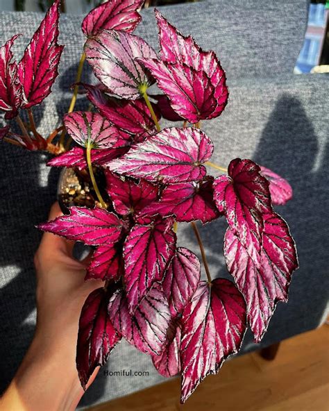 7 Impressive Red Indoor Plants ~ Homiful.com | Design | Decorating ...