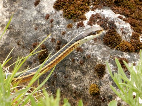 Eastern Ribbonsnake Project Noah