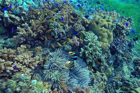 Recife De Coral Debaixo D Gua Lagoa Corais Paisagem Subaqu Tica