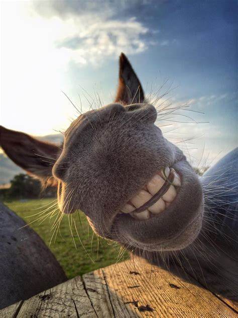 331 Best I Love Donkeys Images On Pinterest Animales Donkey And Farm