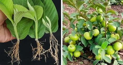 How To Grow Guava Trees From Guava Leaves Garden With Grandma